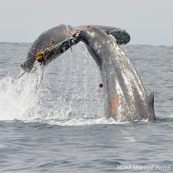 whalersqr